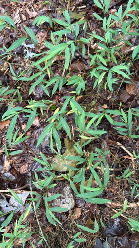 Japanese stiltgrass