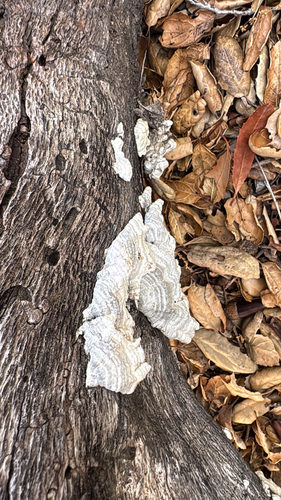 iNaturalist observation photo of Mushrooms, Bracket Fungi, Puffballs, and Allies
