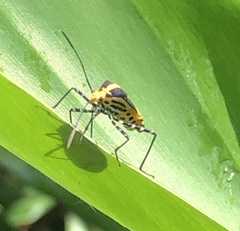 Hypselonotus linea