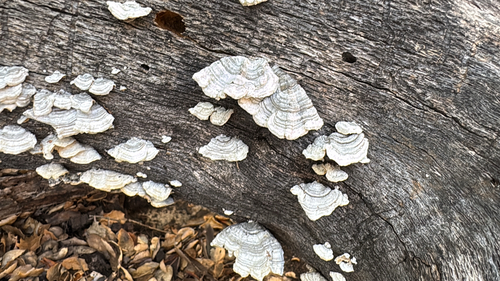iNaturalist observation photo of Mushrooms, Bracket Fungi, Puffballs, and Allies