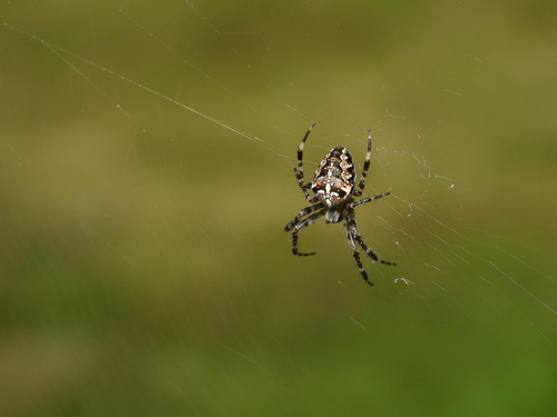Cross Orbweaver
