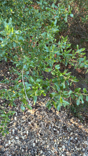 iNaturalist observation photo of greenbark ceanothus