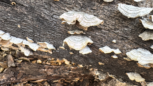 iNaturalist observation photo of hairy curtain crust