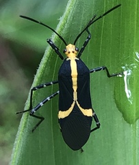 Hypselonotus linea
