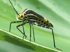 Hypselonotus linea