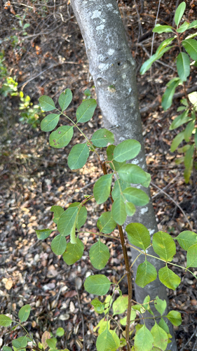 iNaturalist observation photo of California Ash