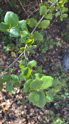 iNaturalist observation photo of coast live oak