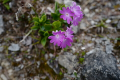 Primula clusiana