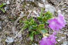 Primula clusiana