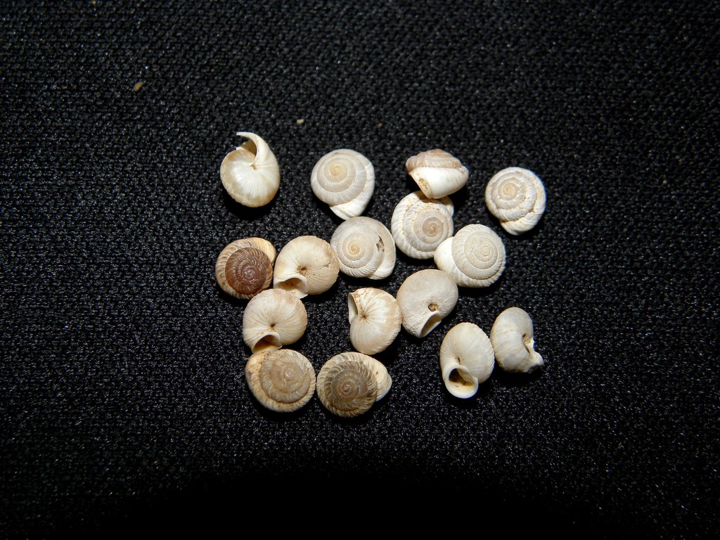 Caseolus