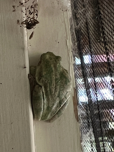 Gray Treefrog Species Complex