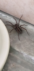 Araneae