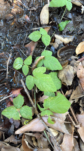 iNaturalist observation photo of trailing blackberry