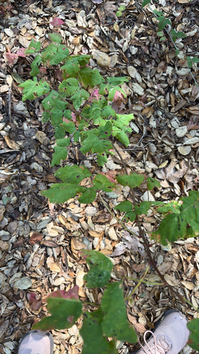iNaturalist observation photo of Pacific poison oak