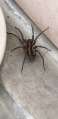 Araneae