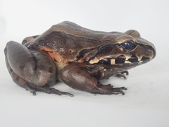 Leptodactylus peritoaktites
