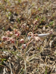 Asclepias fournieri
