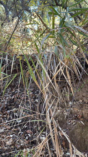 iNaturalist observation photo of giant wild rye