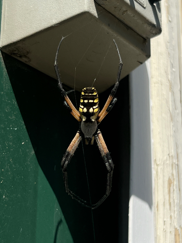 Yellow Garden Spider