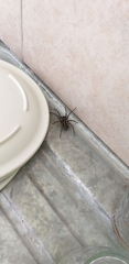 Araneae