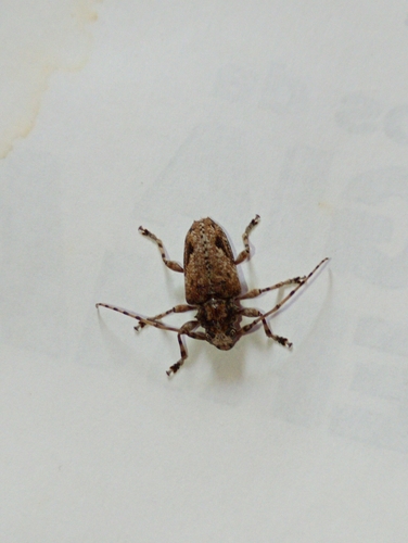 Aegomorphus jaspideus