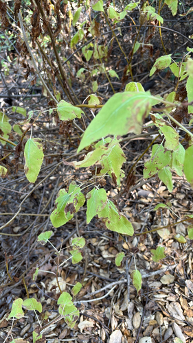 iNaturalist observation photo of canyon sunflower
