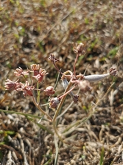 Asclepias fournieri