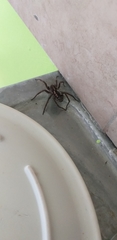 Araneae