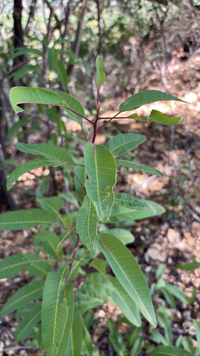 iNaturalist observation photo of laurel sumac