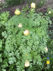 Corydalis nobilis