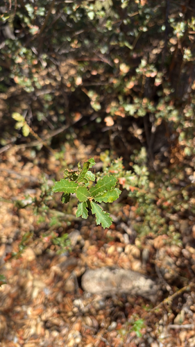 iNaturalist observation photo of California scrub oak