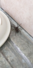 Araneae