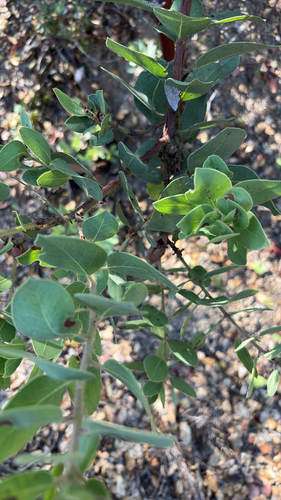 iNaturalist observation photo of bearberries and manzanitas
