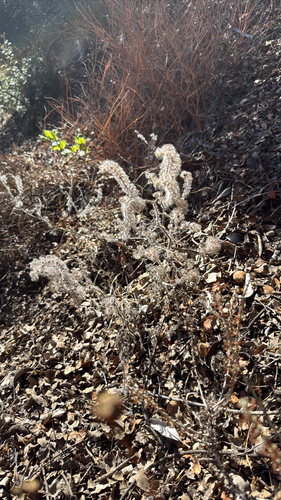 iNaturalist observation photo of caterpillar scorpionweed