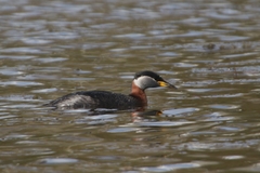 Podiceps grisegena