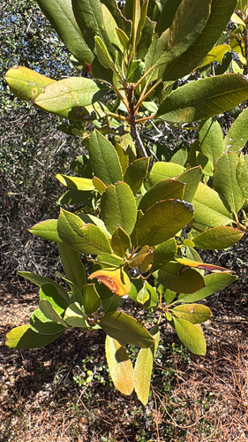 iNaturalist observation photo of Toyon