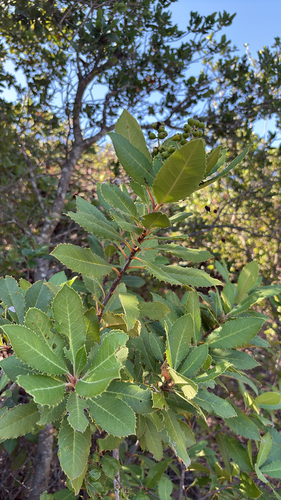 iNaturalist observation photo of Toyon