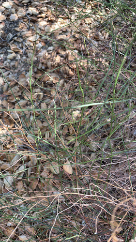 iNaturalist observation photo of Vascular Plants