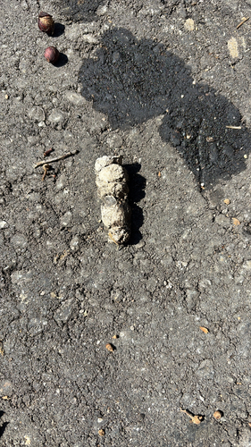 iNaturalist observation photo of Carnivorans