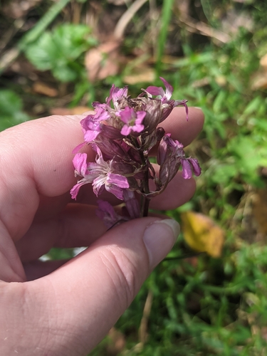 Sticky Catchfly