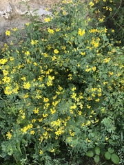 Coronilla