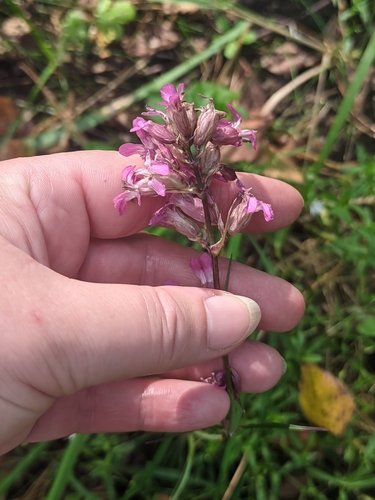 Viscaria vulgaris, photograph 4