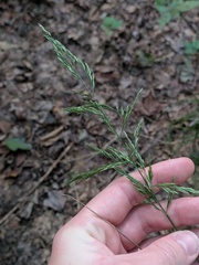 Cinna arundinacea, photograph (c) Michael, Antoni and Nihat Hinczewski, some rights reserved (CC BY)
