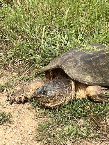 Common Snapping Turtle