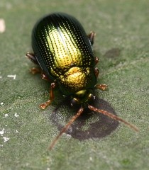 Crepidodera fulvicornis