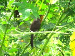 Morococcyx erythropygus