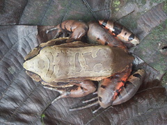 Leptodactylus peritoaktites