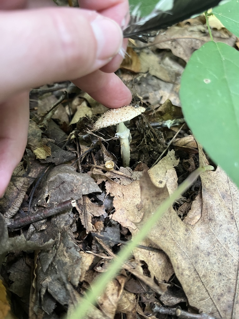 Freckled Dapperling · September 2026 · photo: Photo: no rights reserved · iNaturalist