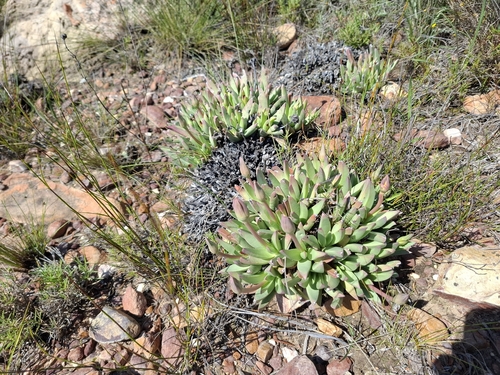 Machairophyllum albidum