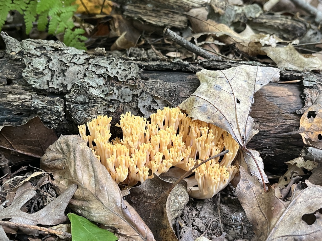 crown-tipped coral fungus · September 2026 · photo: Photo: no rights reserved · iNaturalist